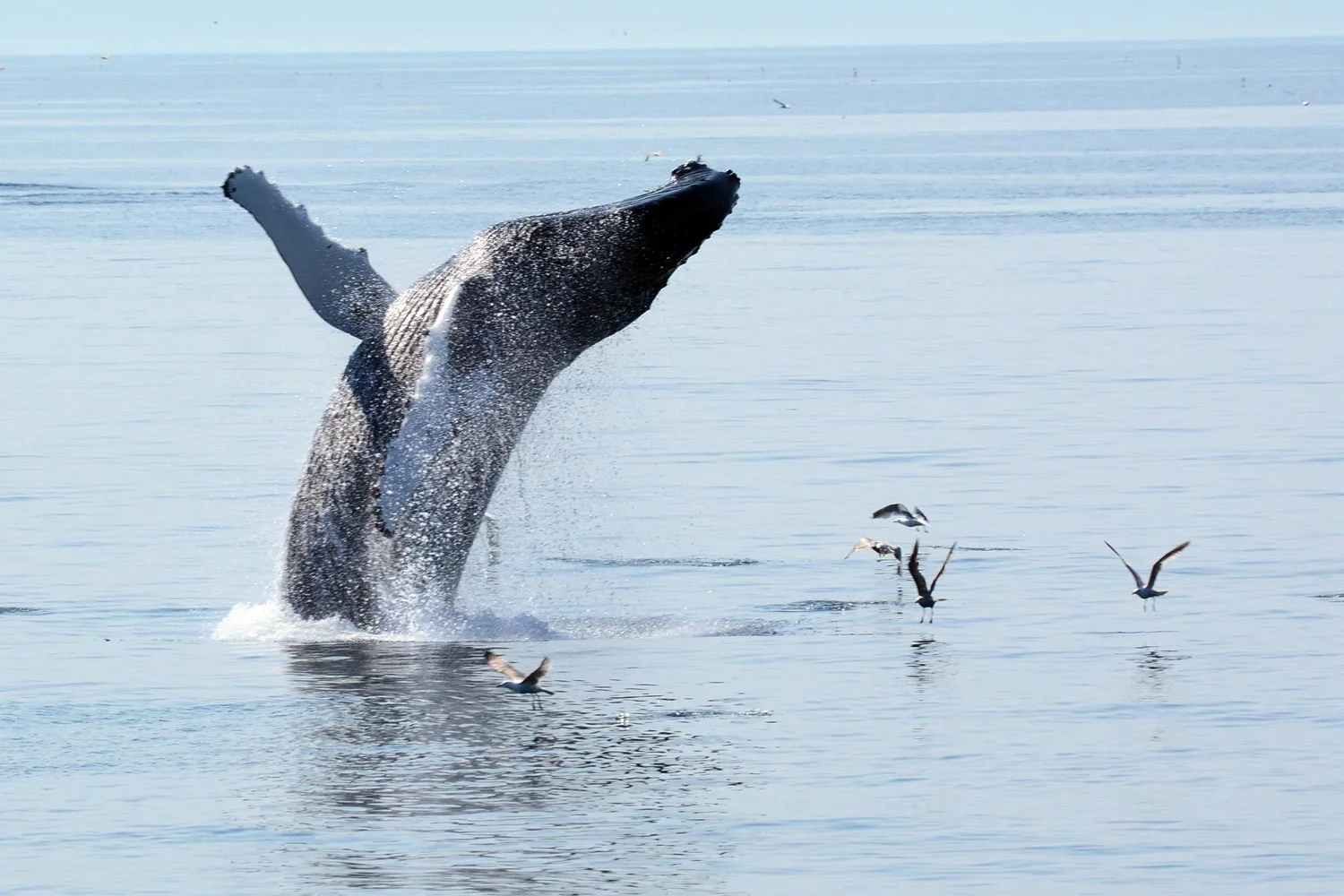 A whale jumping during a whale watch in Provincetown, MA. Copyright Dave Silvia.