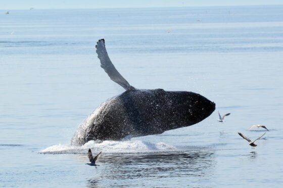 A whale jumping in Provincetown, copyright Dave Silvia.