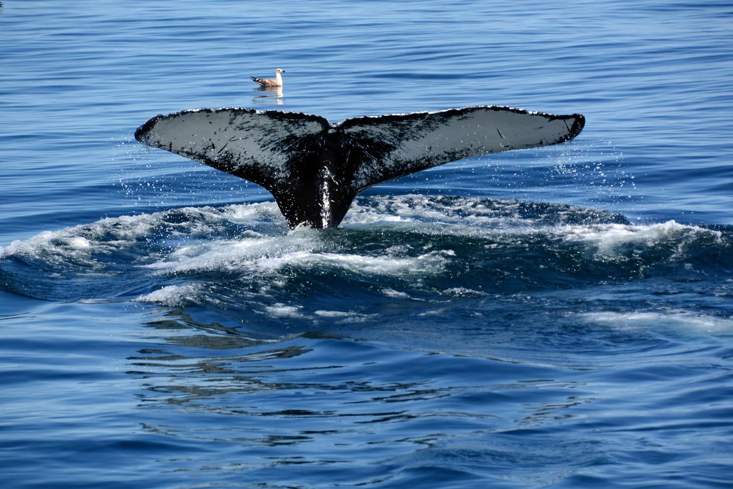Whale watching in Provincetown, copyright Dave Silvia.