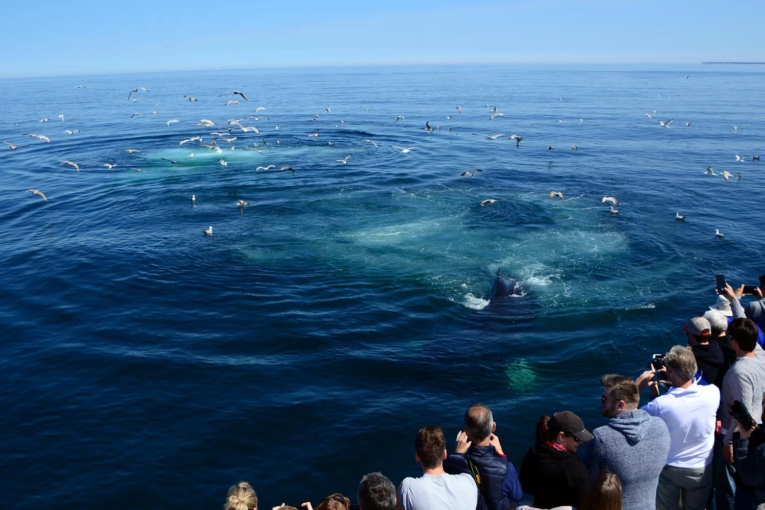 Whale watching in Provincetown, copyright Dave Silvia.
